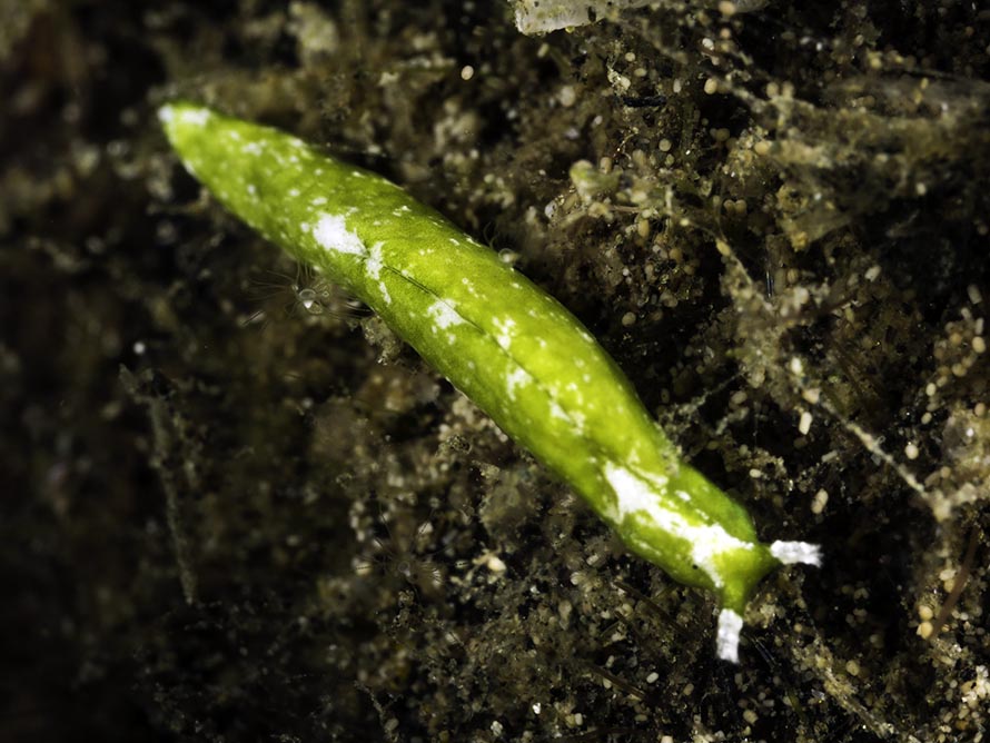 Elysia sp. 27
